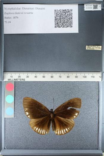 Media type: image;   Entomology 160592